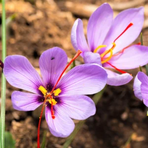 Açafrão (crocus sativus) no tratamento da depressão: evidências científicas e aplicações terapêuticas
